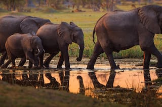 Diamantes y elefantes. La fórmula económica de Botswana para salir de la pobreza