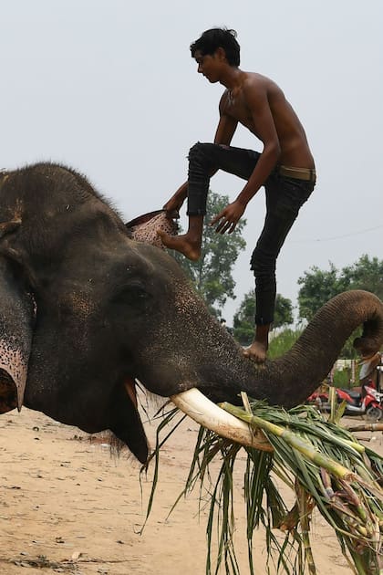 Elefantes en Nueva Delhi