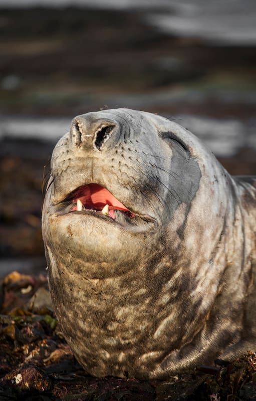 Elefantes marinos reposan en la costa de Península Valdés.