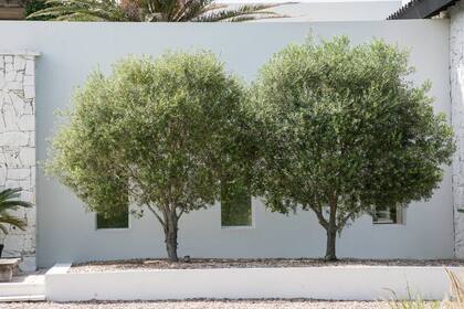 Elegante y exótico, rústico y longevo, el olivo marca su impronta en una terraza o entrada, donde la maceta es el marco que contiene su silueta y todo su perfume.