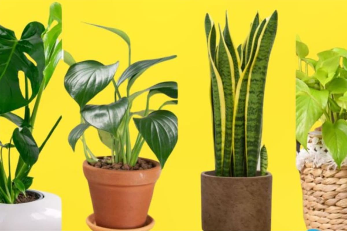 Elegí una de las plantas y conocé detalles de cómo es tu personalidad
