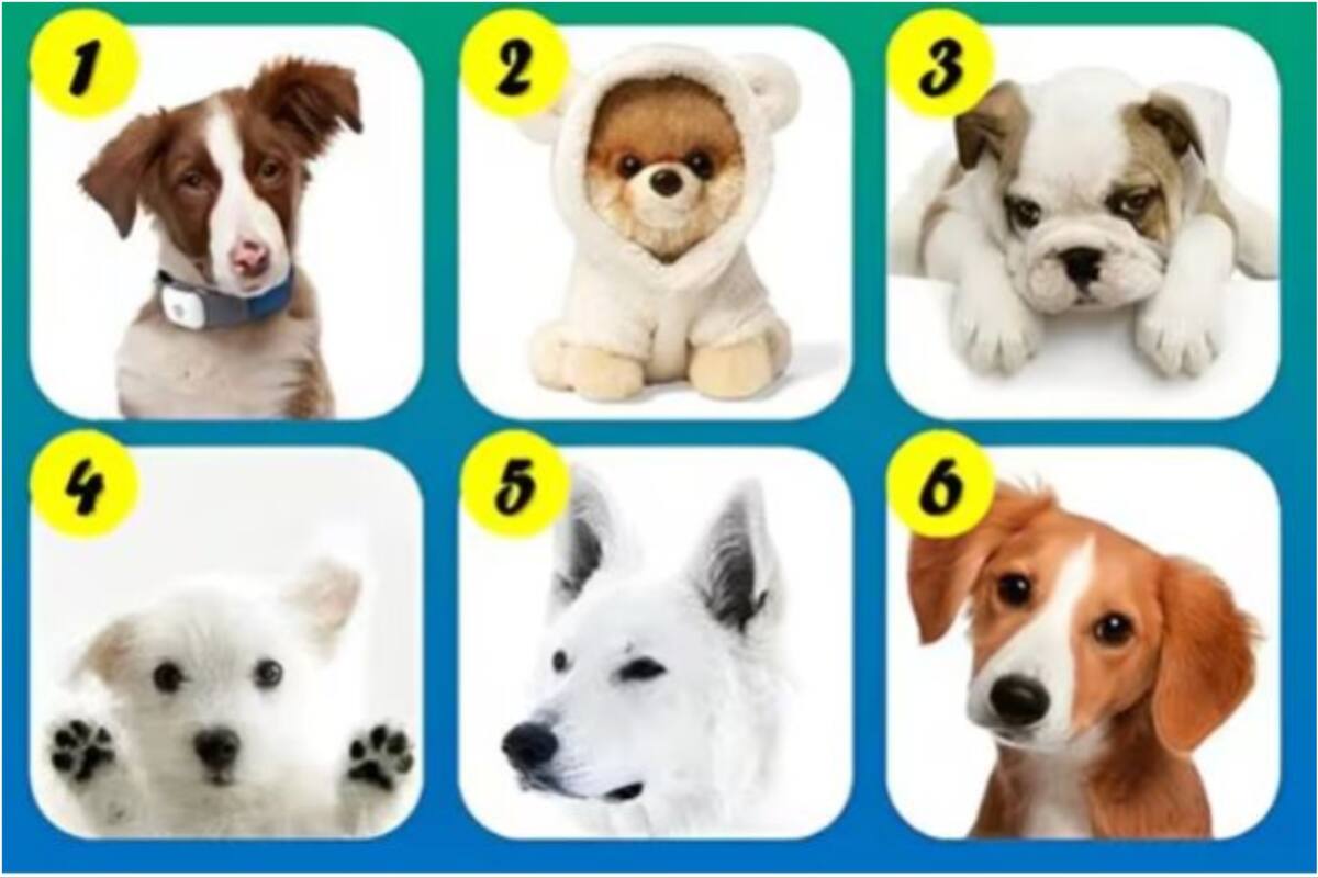 Elegí uno de los seis perritos y conocé detalles de tu personalidad