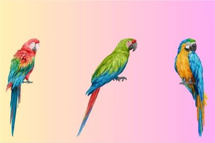 Elegí uno de los tres loros para completar el desafío
