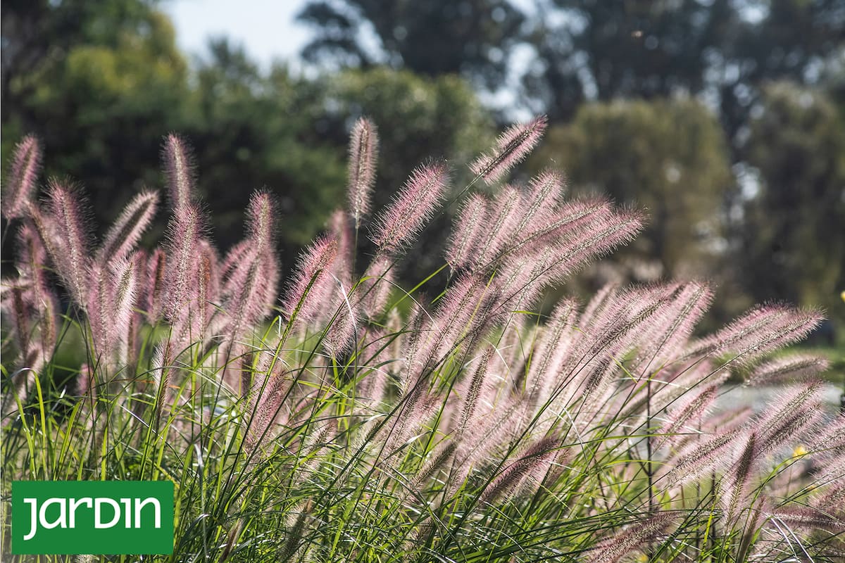 Elegir plantas longevas implica apostar por la belleza que se construye lentamente