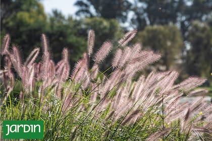 Elegir plantas longevas implica apostar por la belleza que se construye lentamente