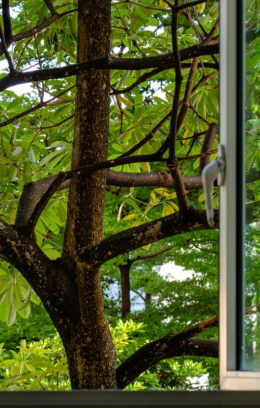 Elegir un árbol implica analizar el espacio disponible en el momento y cuando alcance su tamaño adulto