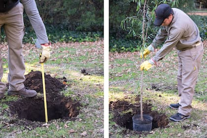 Elegir un árbol implica considerar no solo el tamaño de su copa, sino también cómo se desarrollarán sus raíces bajo tierra