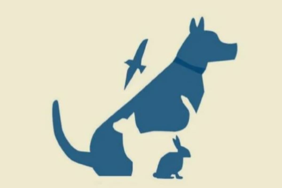Elegó uno de los cuatro animales y conocé si sos una persona inteligente