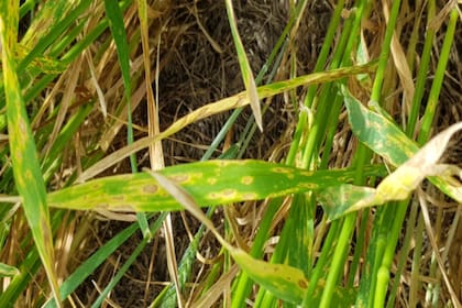 Elevados niveles de intensidad de la mancha amarilla del trigo en lotes con dos aplicaciones de fungicida mezcla de estrobilurina más triazol durante la campaña 2018/2019 en Chacabuco