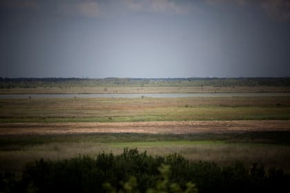 Elevarán a esa categoría de protección ambiental el área que integran las reservas Otamendi y Río Luján; allí viven 309 especies de aves y 49 de mamíferos