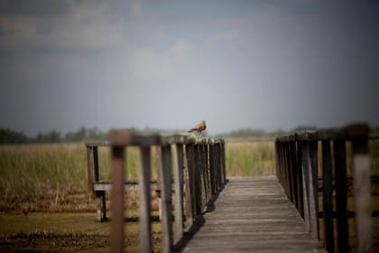 Entre las aves, sobresale la presencia de la pajonalera de pico recto, de la pava de monte y de la palomita azul. Y hay algunos registros del burrito colorado o parduzco