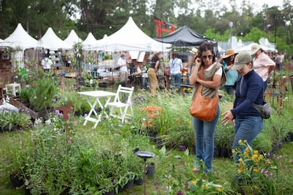Eligiendo herbáceas para el jardín, en uno de los stands viveros.