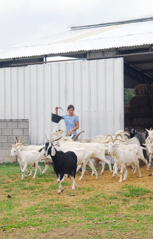 Elise de Rincquesen, de Champs Élysées, sacando a pastar a las cabras.