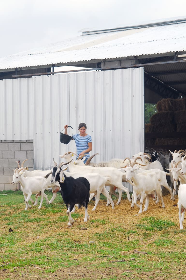 Elise de Rincquesen, de Champs Élysées, sacando a pastar a las cabras.