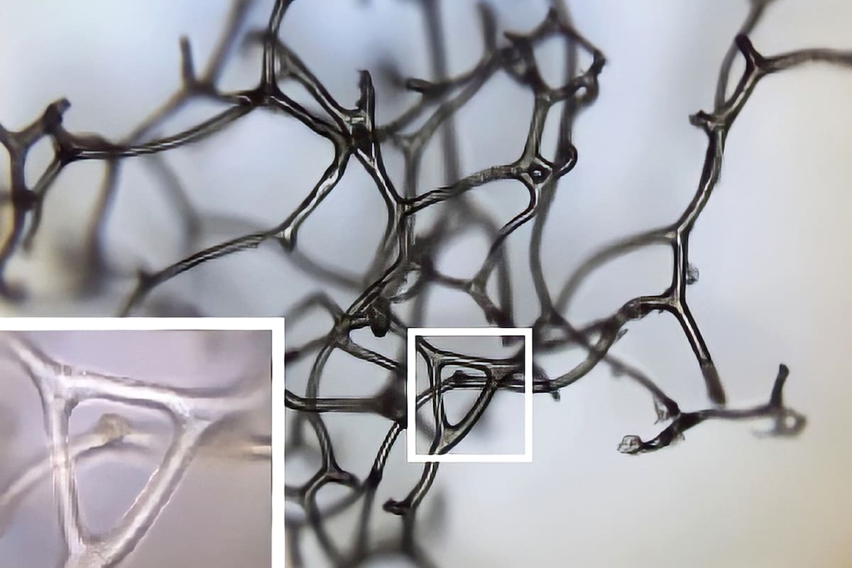 Elizabeth C. Turner/ Nature