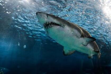 Ella Reed sobrevivió al ataque de un tiburón en EE.UU. (Foto: NBC News / YouTube)