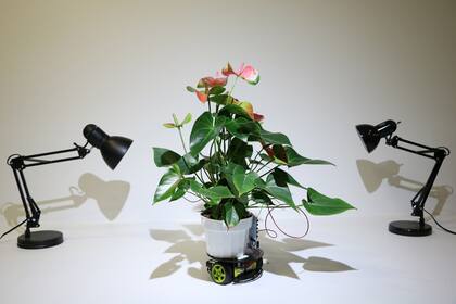 Elowan crece conectada a un robot que se adapta de acuedo a sus necesidades lumínicas