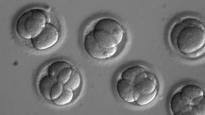 Embriones humanos crecen en un laboratorio