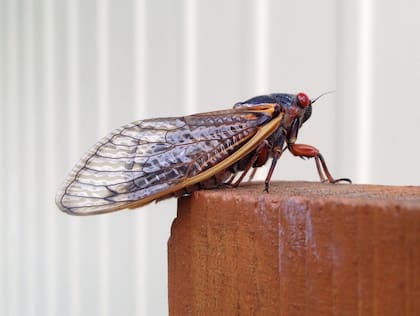 Emergerán del suelo millones de cigarras en Estados Unidos