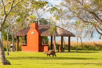 Los animales caminan libremente entre las pocas construcciones del parque Iberá
