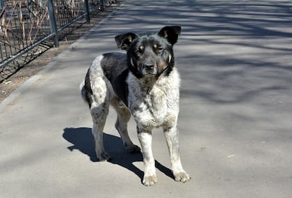 Emociones como la ansiedad, el miedo o el nerviosismo pueden empujar a un perro a buscar escape