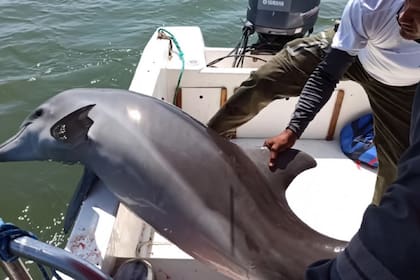 Emotivo rescate de un delfín en Ecuador