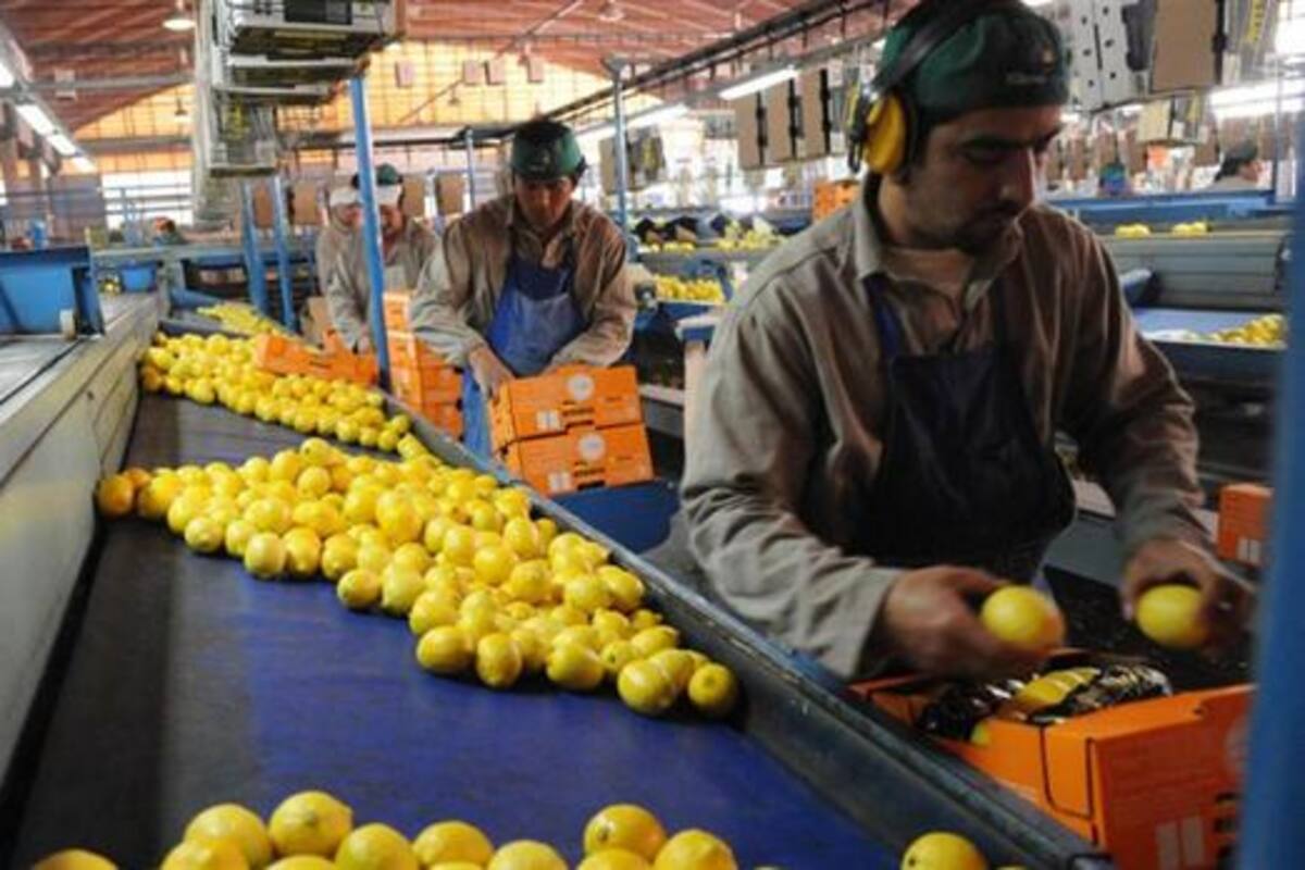 Empaque de limones en Tucumán