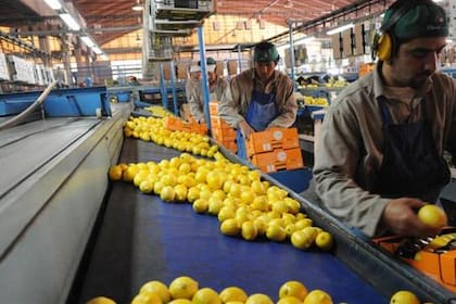 La suba de costos afecta a la industria del limón