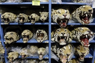 Empeora el tráfico mundial de tigres; se incautan 9 grandes felinos por mes