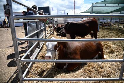 Empresas del sector aseguran que las consultas crecieron entre 30% y 40% respecto del año pasado.