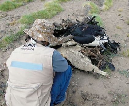 En 15 días se podría determinar la causa de la muerte de las aves