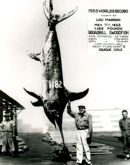 En 1953, el estadounidense Louis Marron pescó en Chile un pez espada de 536 kilos (El Sol de Iquique)