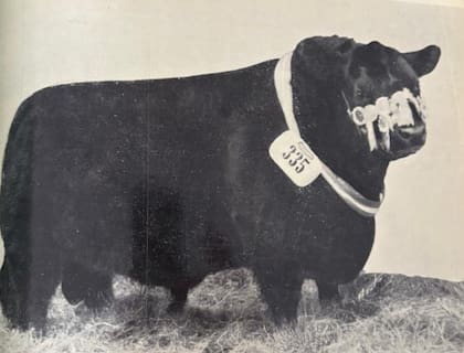 En 1955 logró el primer Gran Campeón Macho en Palermo con un toro llamado Cinzano