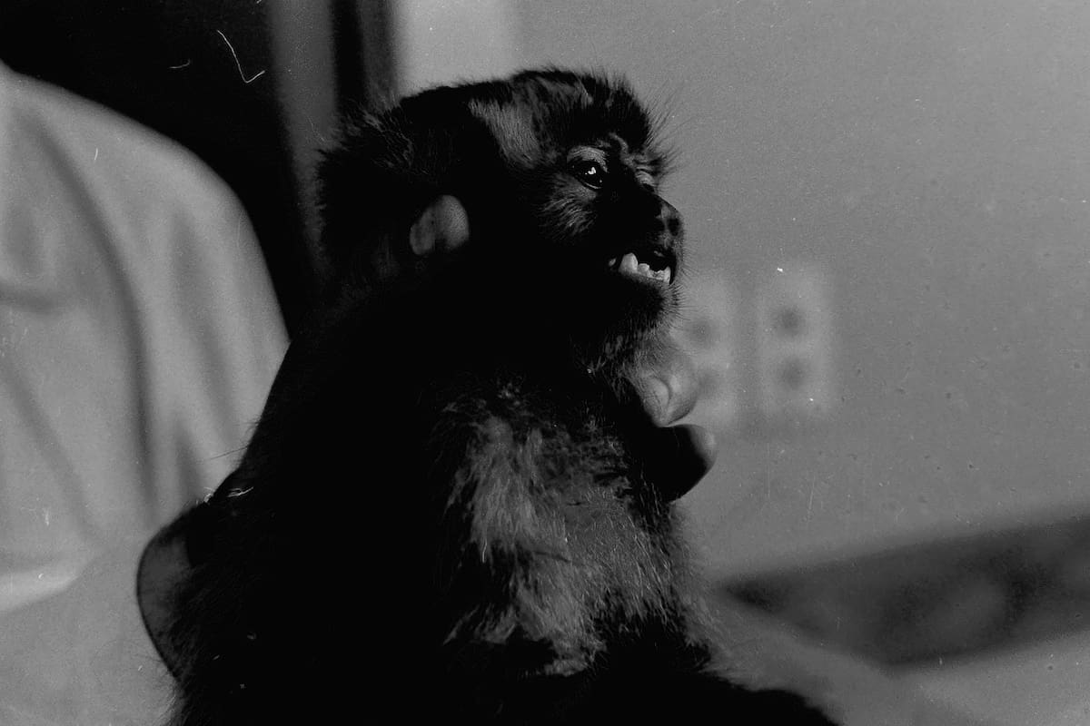 En 1969, abordo del cohete Canopus II alcanzó los 82 mil metros de altura