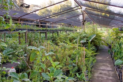 En 1973 viajó a Panamá a visitar a su hermano Martín, quien se dedicaba al cultivo masivo. Ver los viveros tropicales gigantescos con invernáculos de 30 metros fue el verdadero descubrimiento que le despertó la fascinación por la producción a gran escala