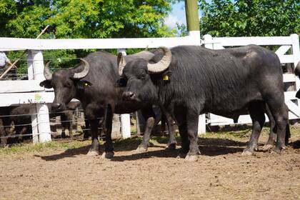 En 1976 había 10.000 búfalos en el país. Hoy son 300.000. Y en Chaco el rodeo subió de 10.000 a 30.000 en los últimos cinco años