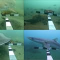 Lanzaron 1500 cauchos al océano y 48 años después se creó un arrecife artificial que alberga fauna silvestre