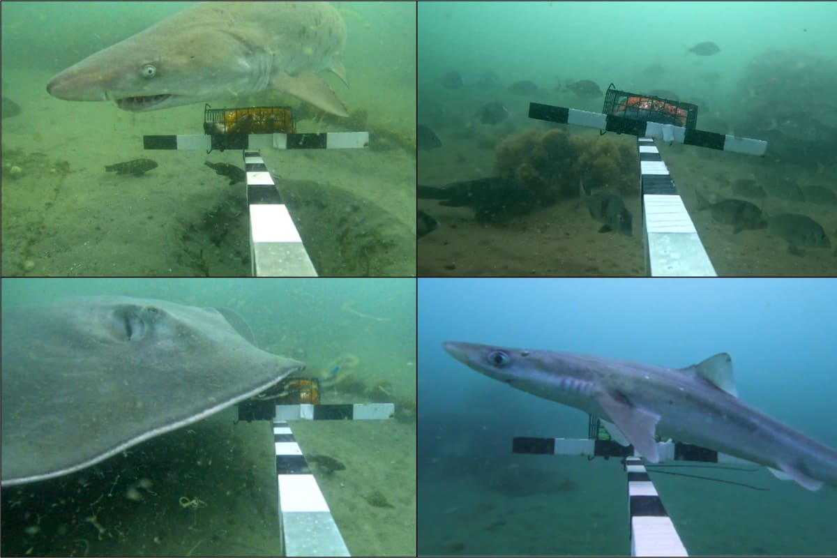 En 1978, la localidad de Yarmouth y la División de Pesca Marina de Massachusetts instalaron un arrecife artificial con miles de neumáticos rellenos de concreto que, casi medio siglo después, se transformó en un refugio marino.