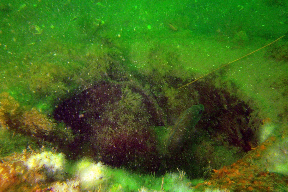 En 1978 utilizaron neumáticos y cemento para un experimento en el océano y décadas después descubrieron su impacto (Foto: MA MarineFisheries)
