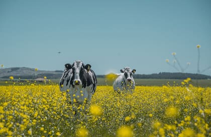 En 1993, Los Osos fue certificó su establecimento, convirtiéndose en el "primer tambo orgánico de la Argentina"