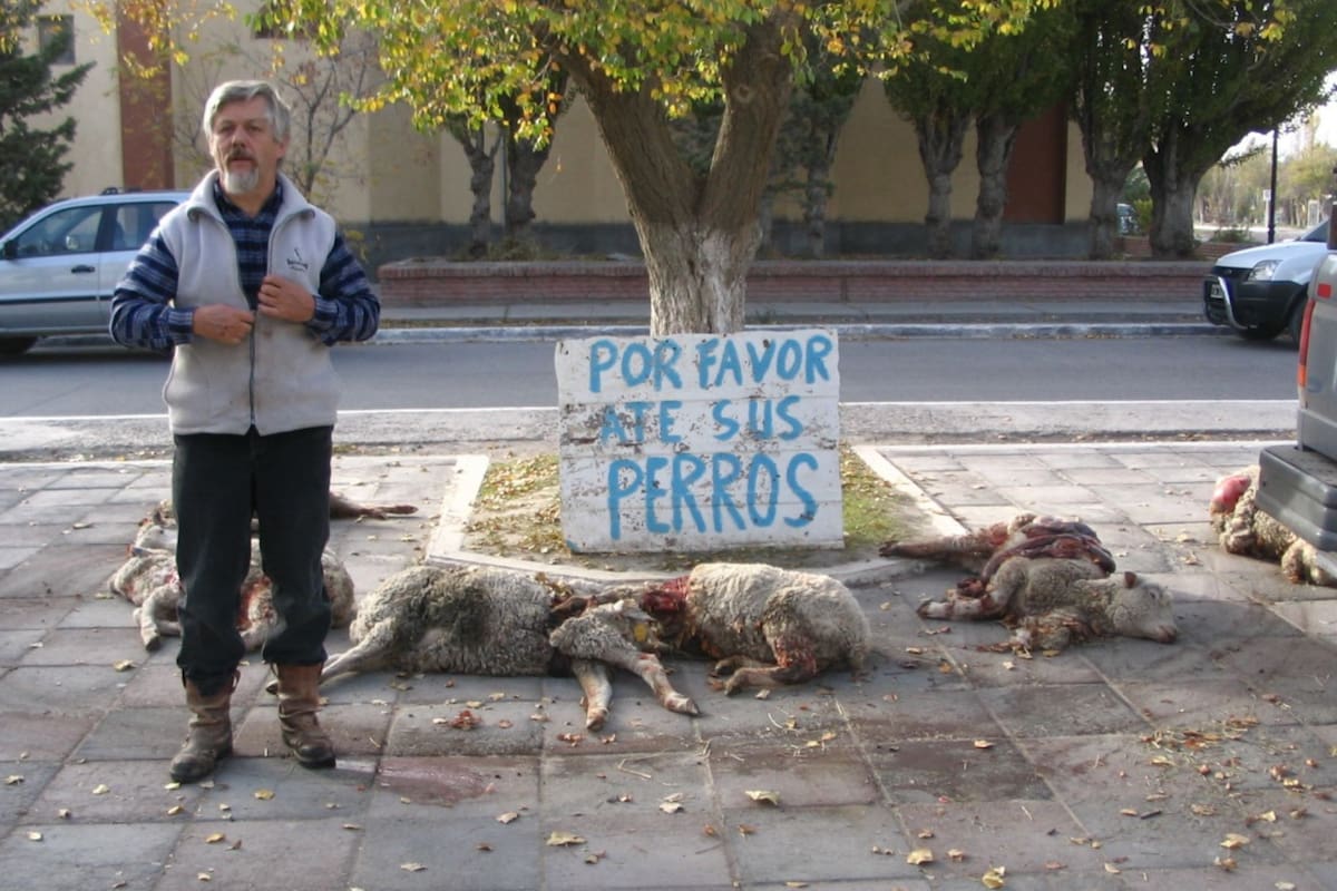 En 2008 el productor Oscar Jensen Lloyd también había sufrido el ataque a sus ovejas y llevó los animales muertos hasta la Municipalidad