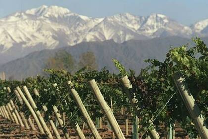 En 2010 había 984 bodegas elaboradoras, en 2019 son 888 establecimientos,