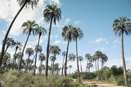 En 2010 se encendió la alarma sobre la presencia de la plaga en El Palmar de Colón (Entre Ríos)