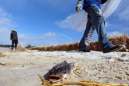 En 2010 un derrame de petróleo mató a millones de animales marinos en el Golfo.