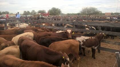 En 2013 se hizo el primer remate de pequeños productores del Chaco Salteño, donde tras la venta conjunta coordinada por Raúl Marinconz y por el resto de los técnicos y técnicas de la SAF en la región se lograron mejores valores para las haciendas presentadas por campesinos, criollos e indígenas