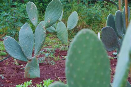 En 2014 en la Estación Experimental Agropecuaria (EEA) Ingeniero Juárez de Formosa, se empezó a trabajar con la tuna