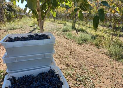 En 2015 tuvieron su primera cosecha, con 300 kilos de Malbec y 70 kilos de Pinot Noir
