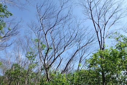 En 2015 y 2016, una grave sequía provocó una importante muerte de árboles en un bosque de Guanacaste, Costa Rica