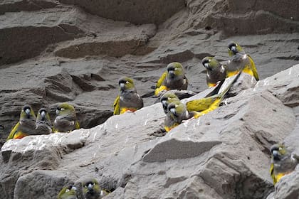 En 2017, el Ministerio de Ambiente y Desarrollo Sustentable de la Nación había declarado a cinco especies de loros como "vulnerables"