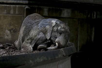 En 2017, la fotógrafa Natacha Pisarenko registró a los animales que aún estaban en el zoo de Buenos Aires.